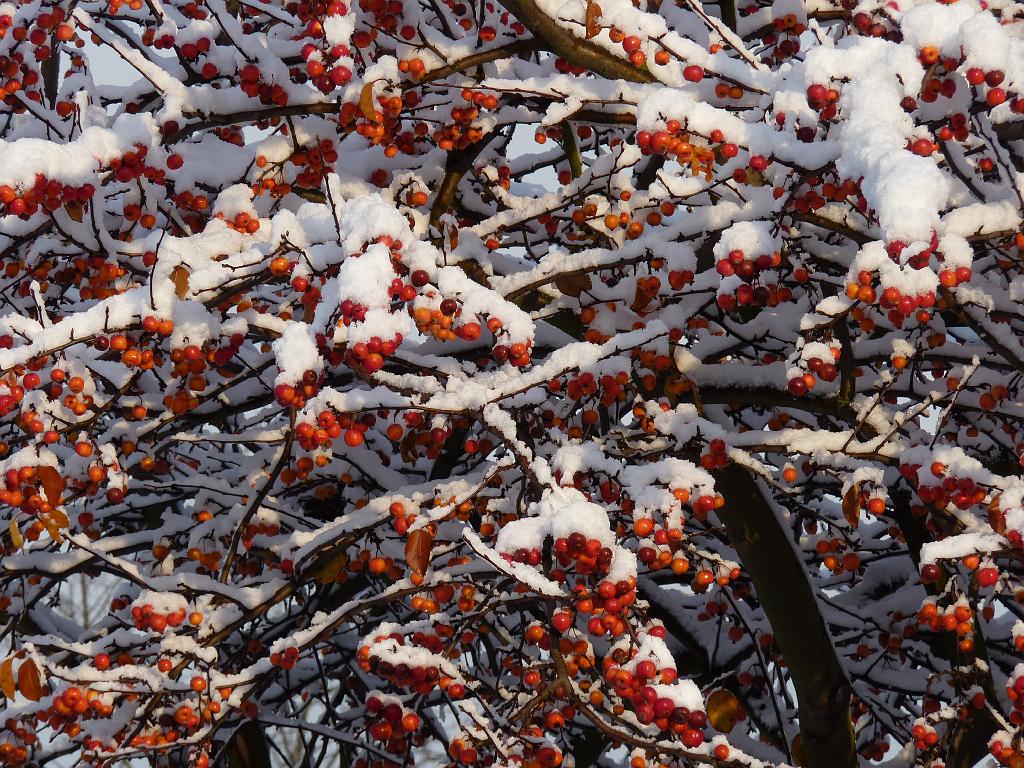 Snow 10 Close Cherries